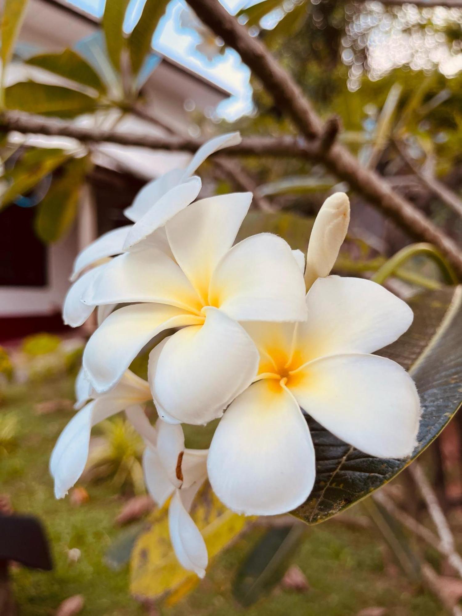 Unawatuna White Villa Екстериор снимка